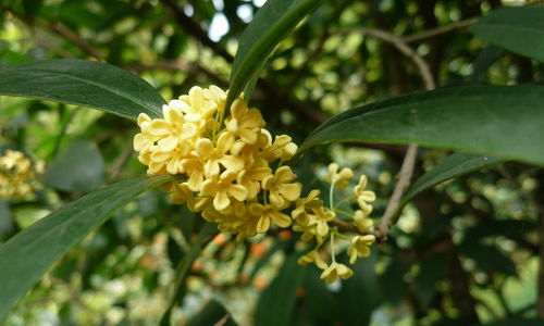 校園的景物描寫(xiě)桂花樹(shù)的作文