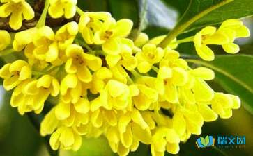 我喜歡校園桂花作文400字