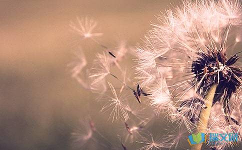 校園的蒲公英作文怎么寫(xiě)