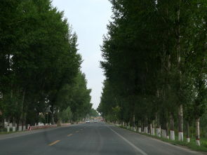 校園里的楊樹(shù)的作文