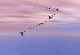 理想的校園作文800字