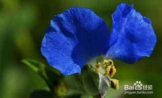 黃金草的養殖方法和注意事項,彈簧草的養殖方法和注意事項,風(fēng)車(chē)草的養殖方法和注意事項