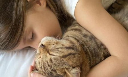 3歲孩子養貓注意事項?,初學(xué)者養貓注意事項,養貓常識及注意事項