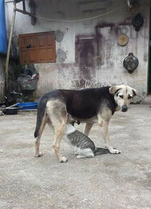 狗狗生完狗崽注意事項