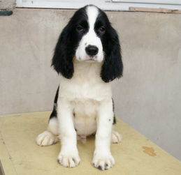 飼養史賓格注意事項