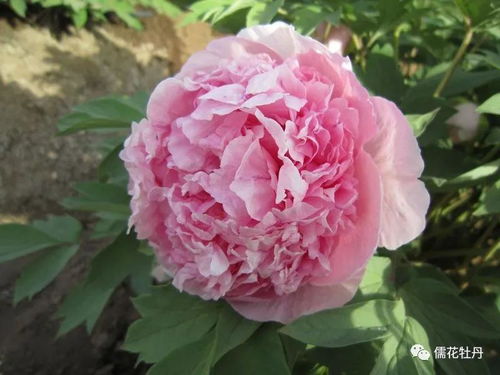 牡丹花期管理注意事項