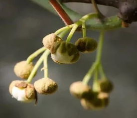獼猴桃開(kāi)花前注意事項