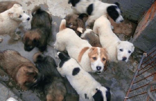 養肉狗注意事項防病,養土肉狗注意事項,梅花養殖注意事項