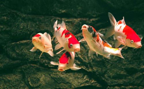 養好錦鯽魚(yú)注意事項