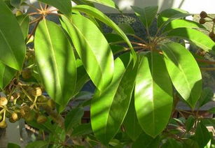 黃葛蘭的養殖方法和注意事項