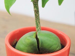 繁殖,注意事項,方法,寶樹(shù)