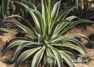 龍須海棠的養殖方法和注意事項