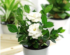 半邊蓮,養殖,注意事項,方法