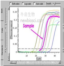 pcr實(shí)時(shí)熒光結果分析注意事項