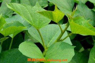 吃紅薯注意事項,紅薯水培注意事項,紅薯運輸的注意事項