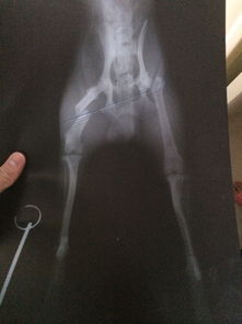 狗做骨折手術(shù)內固定手術(shù)注意事項