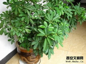 扦插,注意事項,鴨掌