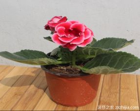 盆栽,養殖,注意事項,方法