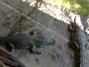 養殖場(chǎng),注意事項,建筑