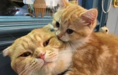 生孩子,注意事項,養貓