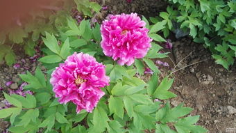 牡丹花種植方法和注意事項