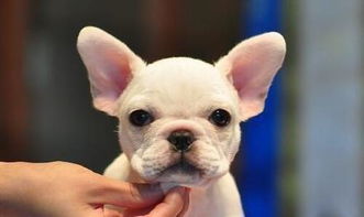 法牛喂幼犬時(shí)注意事項