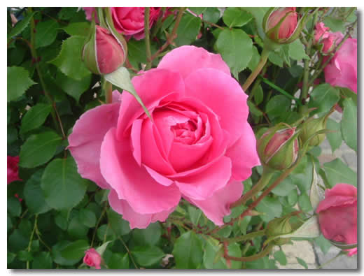 月季,養殖,大花,注意事項