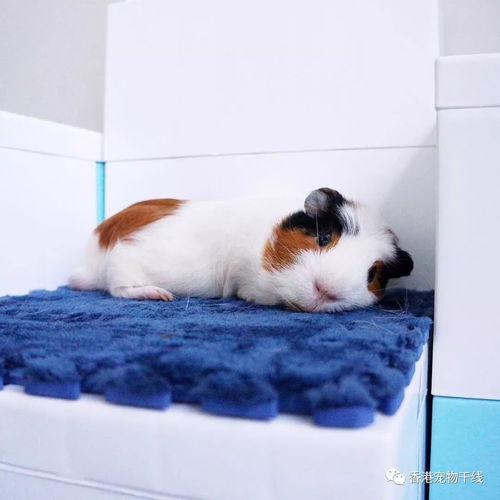 飼養豚鼠要注意事項,豚鼠懷孕期間注意事項,養豚鼠的注意事項