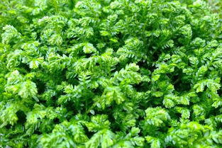 青龍草的養殖方法和注意事項