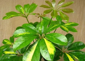 鴨掌木的養殖方法和注意事項,鴨腳木的水培方法和注意事項,移栽鴨腳木的方法和注意事項