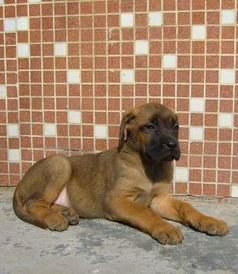 注意事項,肉狗,養植