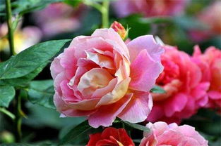 大花月季的養殖方法和注意事項