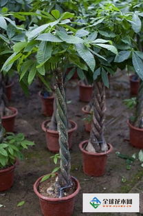 大盆發(fā)財樹(shù)的養殖方法和注意事項