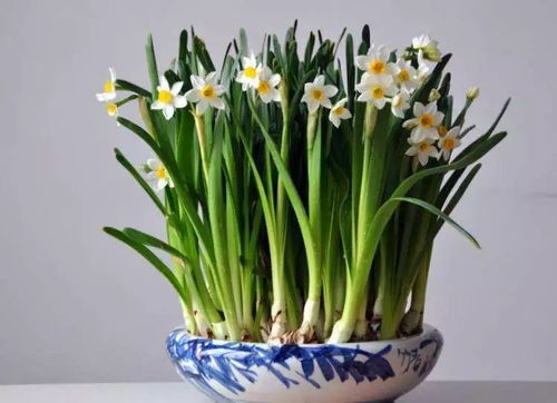 水仙,注意事項