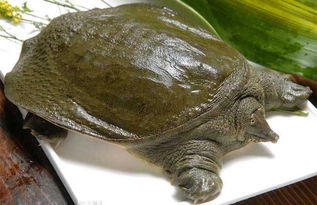 買(mǎi)甲魚(yú)注意事項