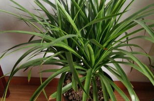 TP的養殖方法和注意事項,金錢(qián)樹(shù)的養殖方法和注意事項耐陰觀(guān)葉植物,花的養殖方法和注意事項