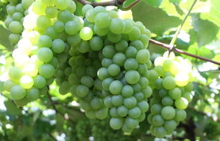 矮壯素注意事項