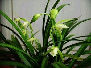 綠葉,養殖,注意事項,方法