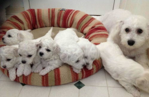 母狗來(lái)例假注意事項