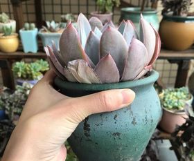 移栽,注意事項,盆裝花