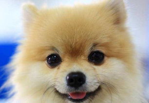 博美驅蟲(chóng)注意事項,博美洗澡注意事項,博美喝水要注意事項