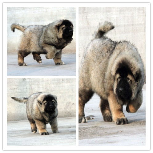 疫苗,注意事項,預防