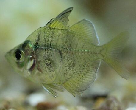 魚(yú)缸養草魚(yú)注意事項