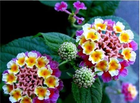 五色梅馬纓丹的養殖方法和注意事項,五色梅冬天的養殖方法跟注意事項,五色梅的養殖方法跟注意事項