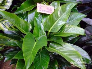 紅金鉆的養殖方法和注意事項