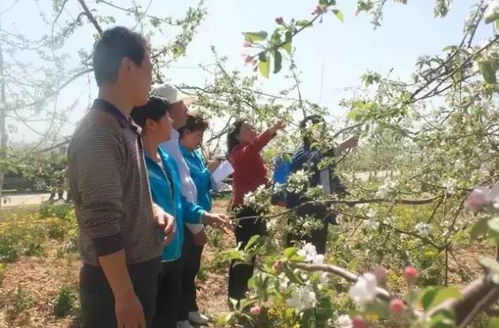 蘋(píng)果樹(shù),注意事項