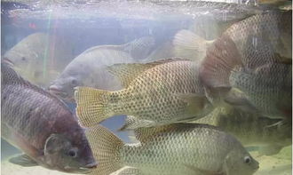 羅非魚(yú),注意事項