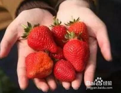 家養草莓注意事項