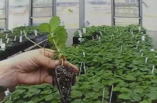 茶梅樹(shù)移栽的注意事項,月季移栽注意事項,君子蘭移栽注意事項