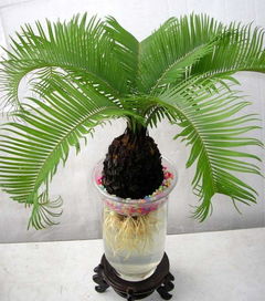 蘇鐵的養殖方法和注意事項簡(jiǎn)述,德保蘇鐵養殖方法和注意事項,TP的養殖方法和注意事項